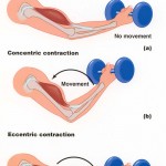 Permalink to Mechanics of the human body contractions