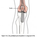 Permalink to KNOW YOUR KNEE 1.2