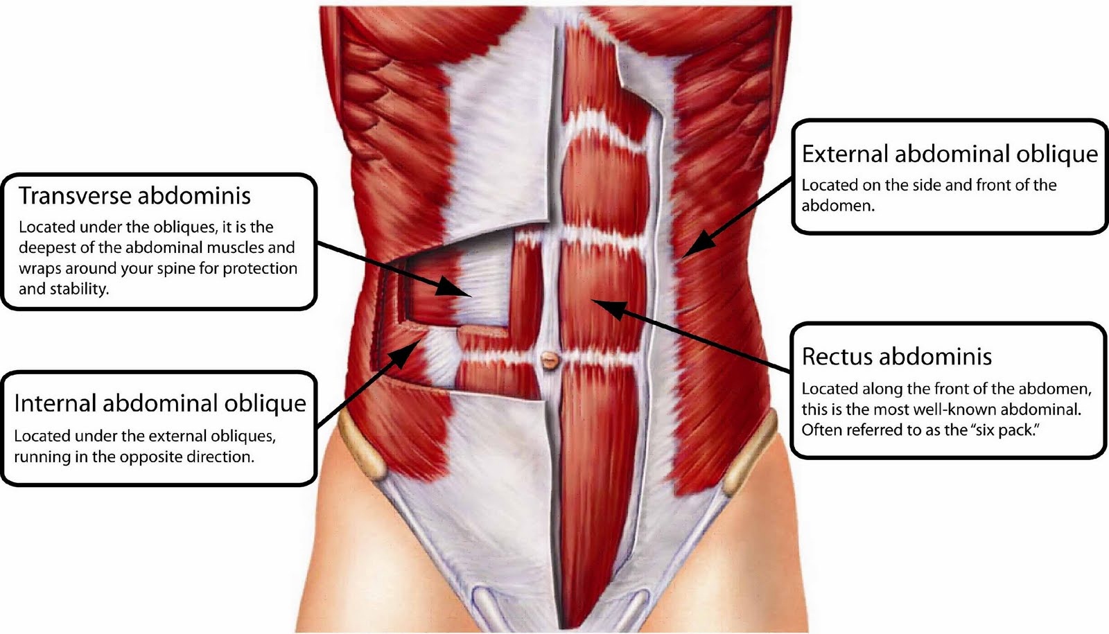 abdominal-region-liberal-dictionary