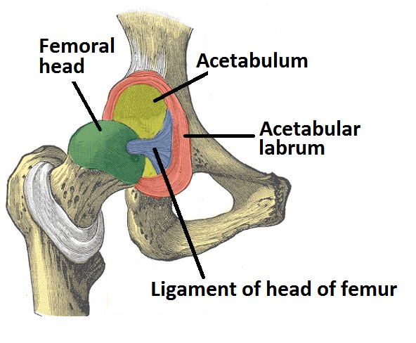 The Hip Joint 