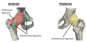 The Hip Joint - X Ray View