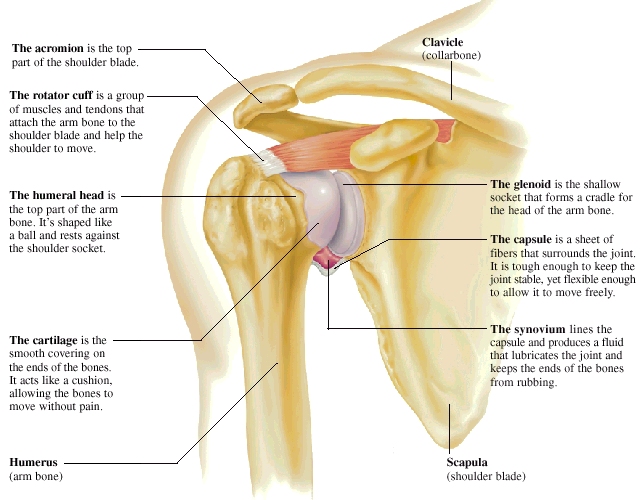 The Shoulder Joint Nritarutya